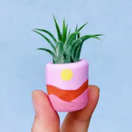 mini air plant holder Mini Air Plant Holder with Air Plant