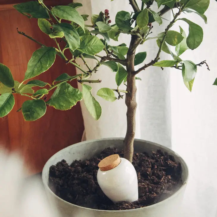 Olla Pepin Watering Orb – Viridian Plant Co