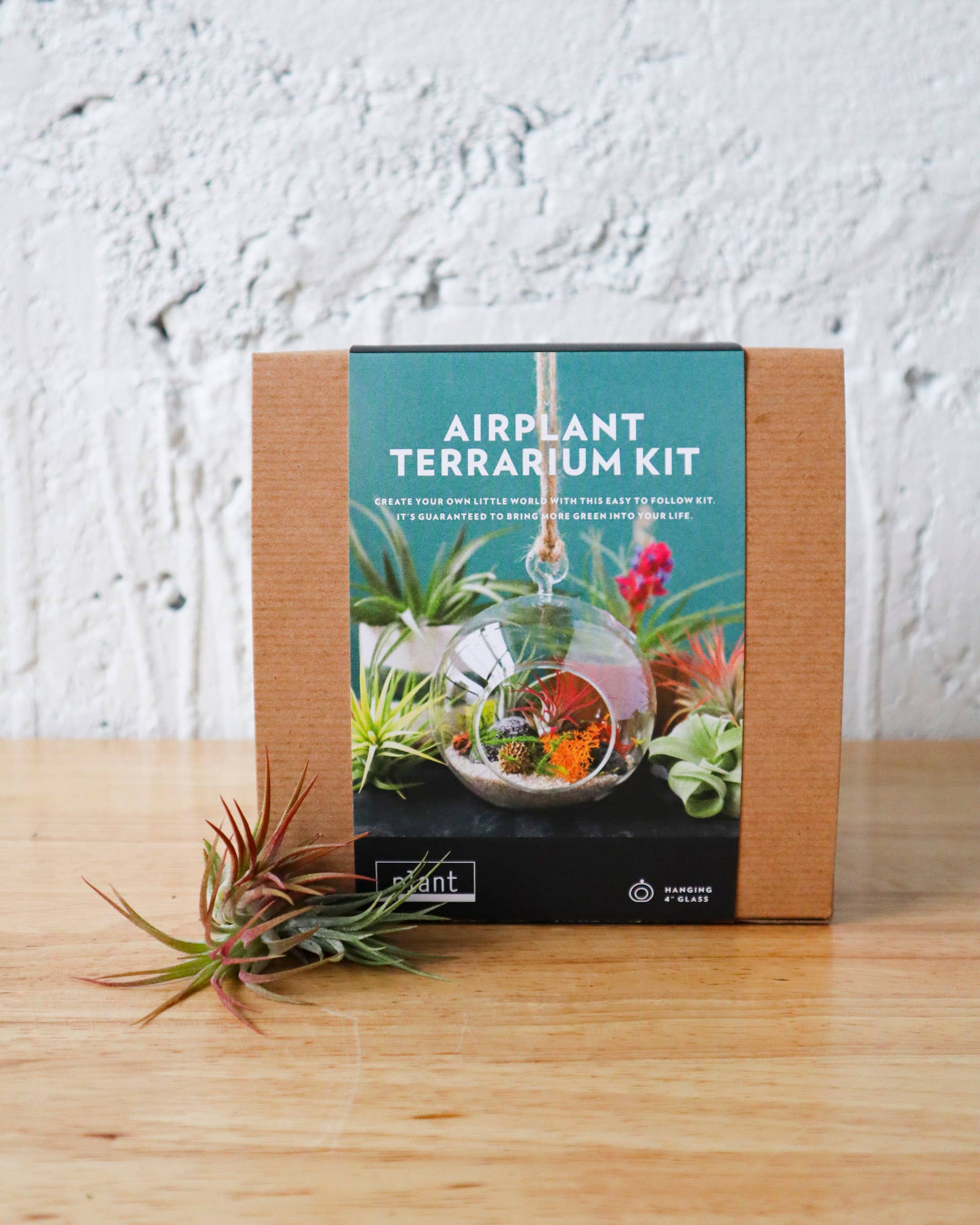 air plant terrarium supplies Airplane Terrarium Kit: Globe – Viridian Plant Co