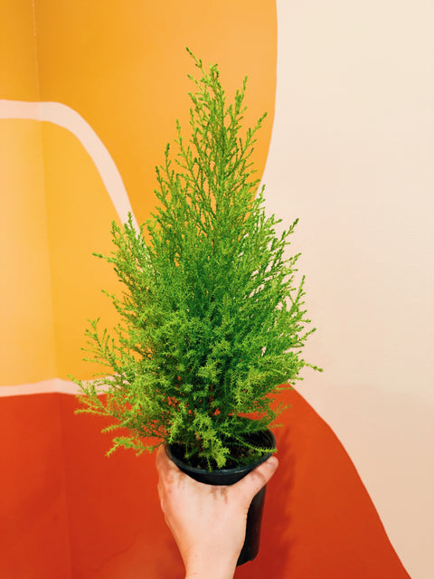 4" Monterey Cypress 'Wilma Goldcrest'