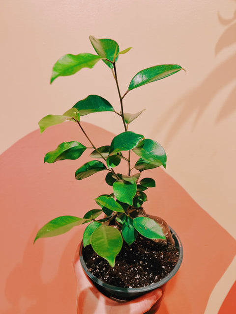 6" Ficus Retusa Ginseng