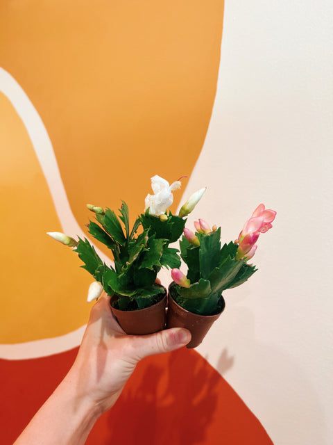 2" Christmas Cactus