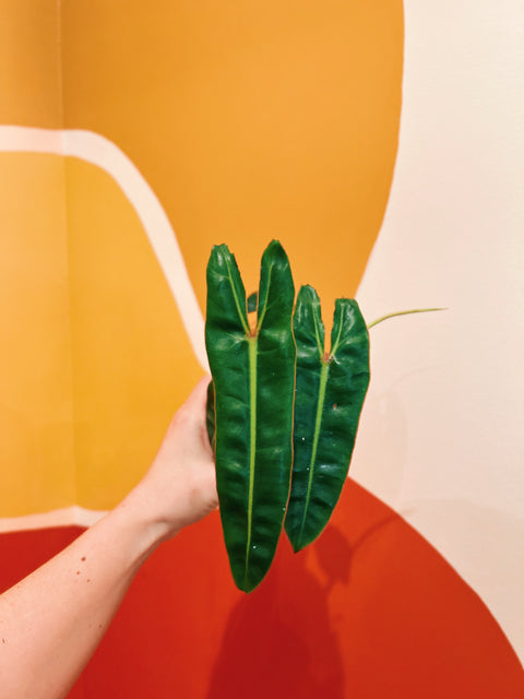 4" Philodendron Billietiae