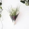 Ceramic Air Plant Cone