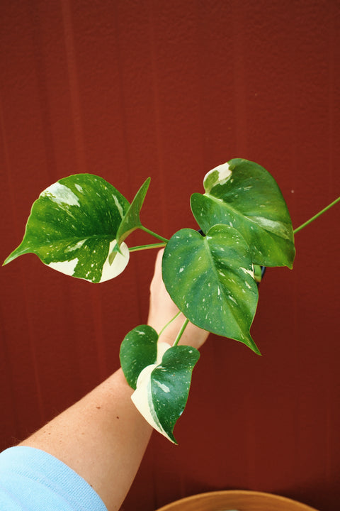 4" Monstera Thai Constellation T4 Multiple Potted