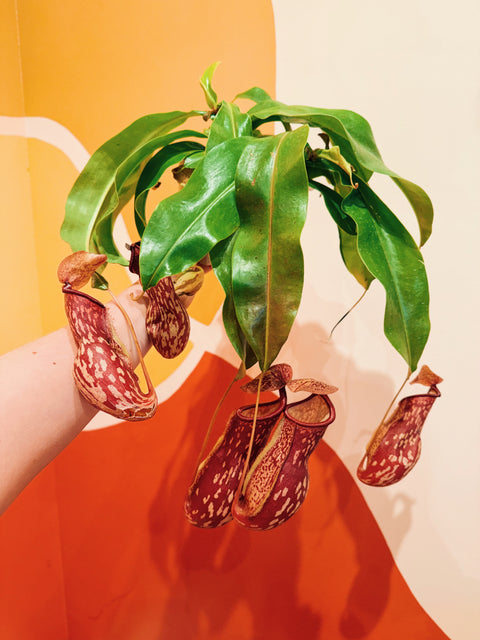 6" Pitcher Plant 'Gaya'