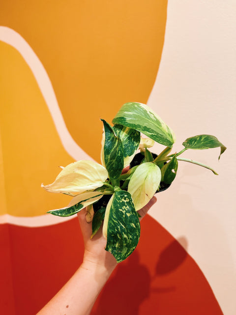 2” Philodendron 'Jose Buono'