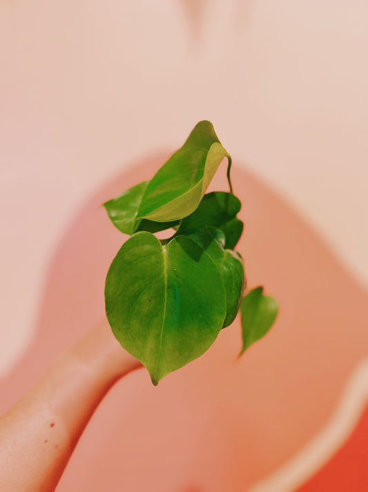 2" Monstera Deliciosa