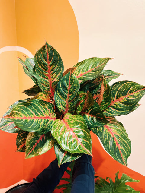 8" Aglaonema Rubi