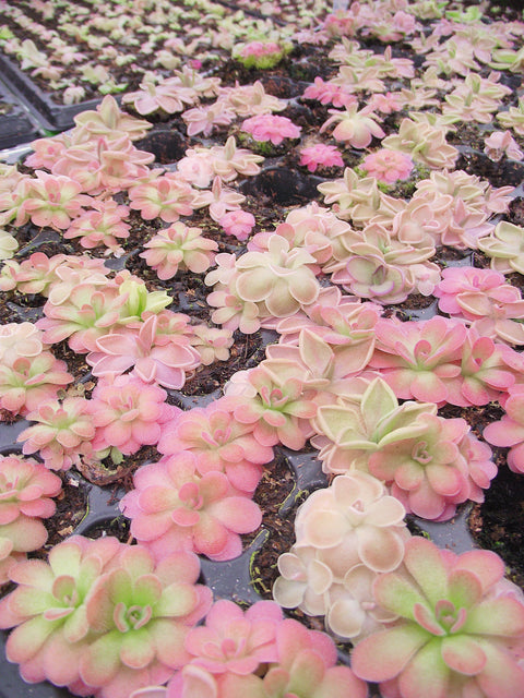 2" Pinguicula (Butterwort) Carnivorous Plant