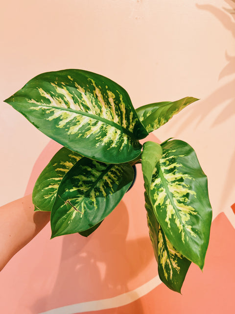 dieffenbachia tropic 6" Dieffenbachia 'Tropic Marienne' – Viridian Plant Co