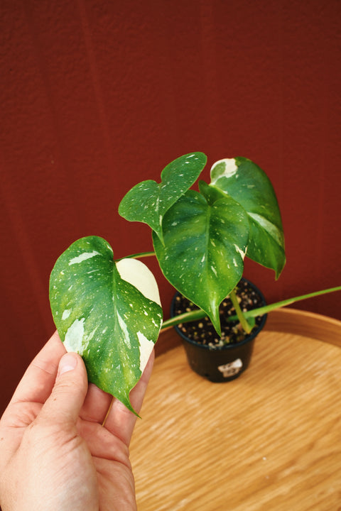 4" Monstera Thai Constellation T4 Multiple Potted