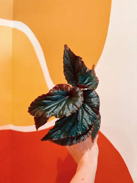 4" Begonia 'Black Magic'