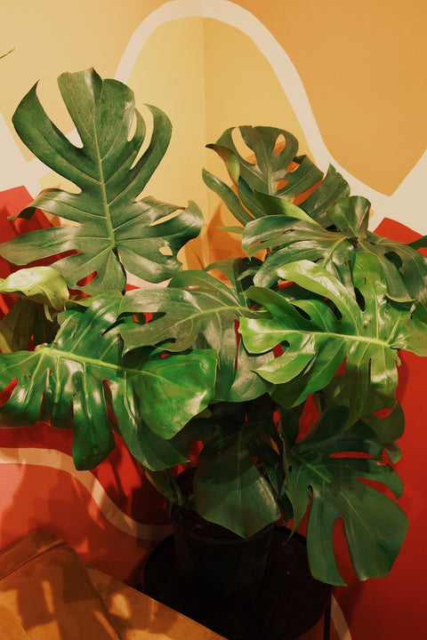 10" Monstera Deliciosa