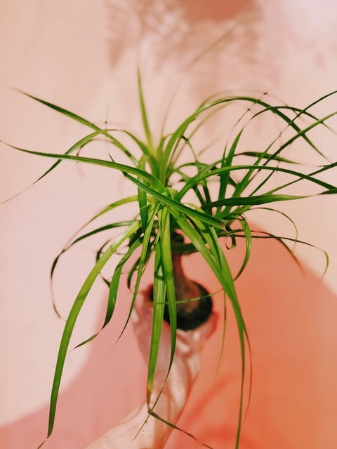 4" Ponytail Palm