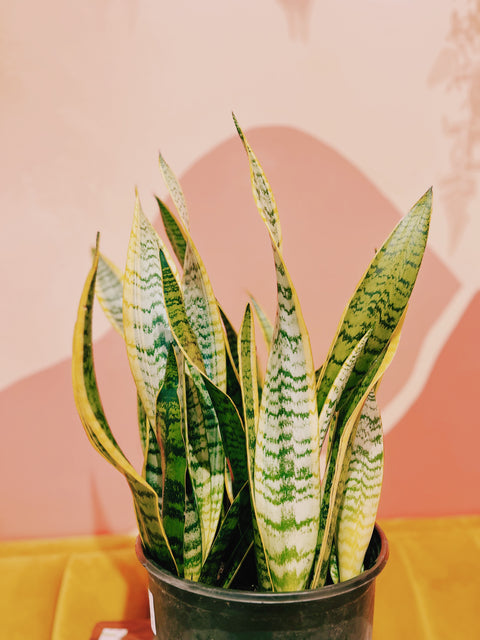 10" Sansevieria tri. var. laurentii