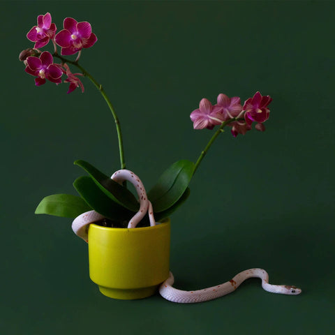 Parker Planter | Speckle