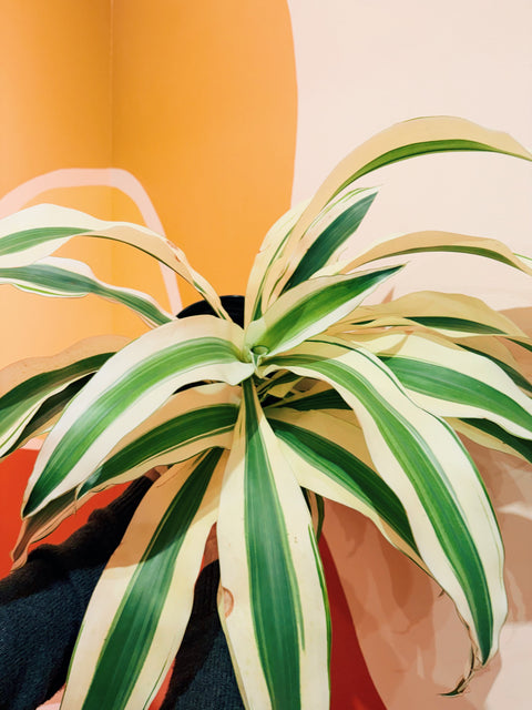 10" Dracaena Frag. 'White Aspen'