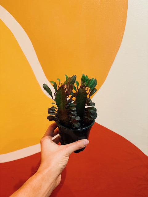 4" Euphorbia Trigona 'Rubra'