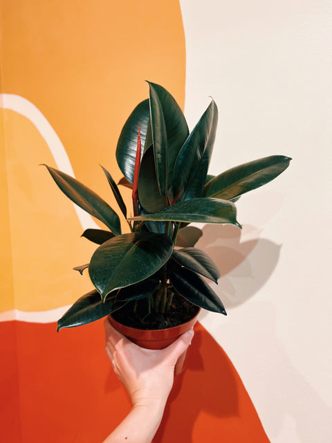 6" Ficus Elastica 'Burgundy'