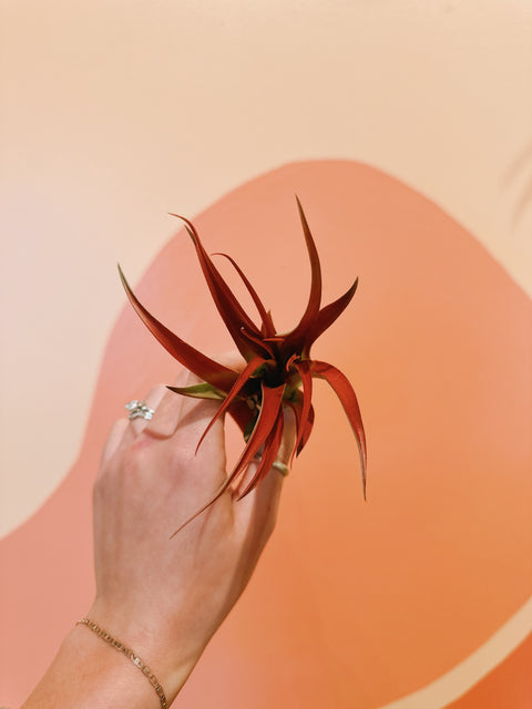 Tillandsia 'Red Abdita' Air Plant