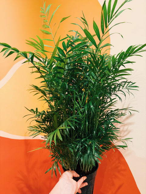 6" Neanthe Bella Palm