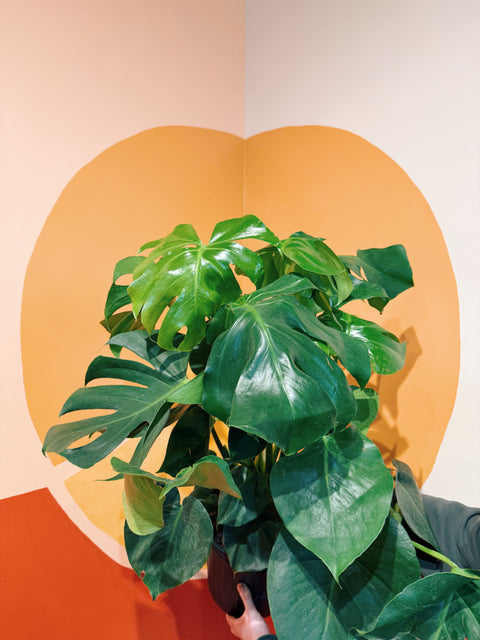 8" Monstera Deliciosa