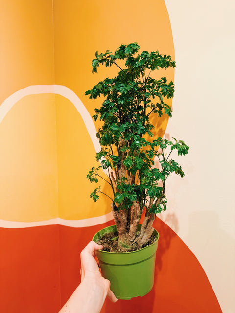 6" Polyscias fruticosa 'Elegans'