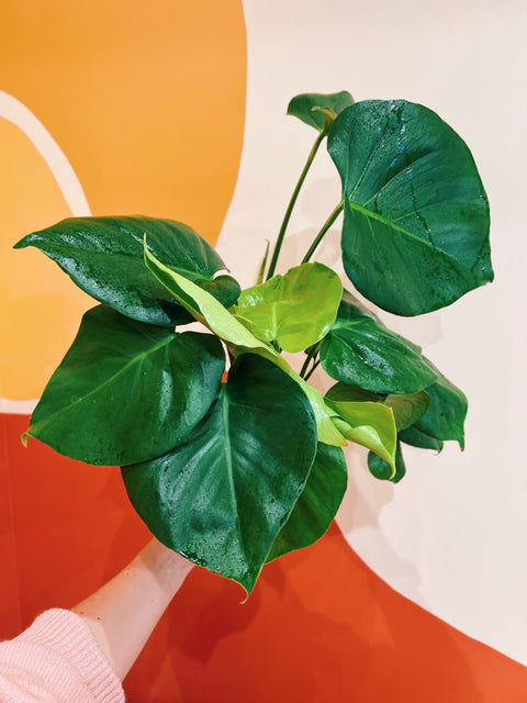 monstera plant co 6" Monstera Deliciosa