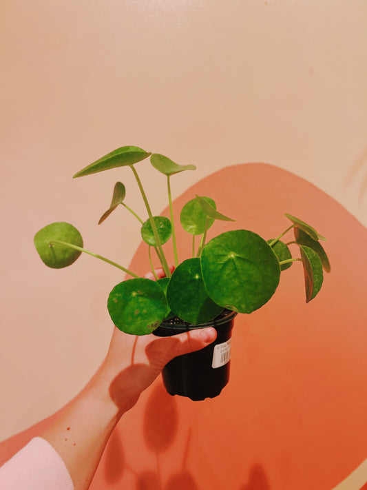 4" Pilea Peperomioides