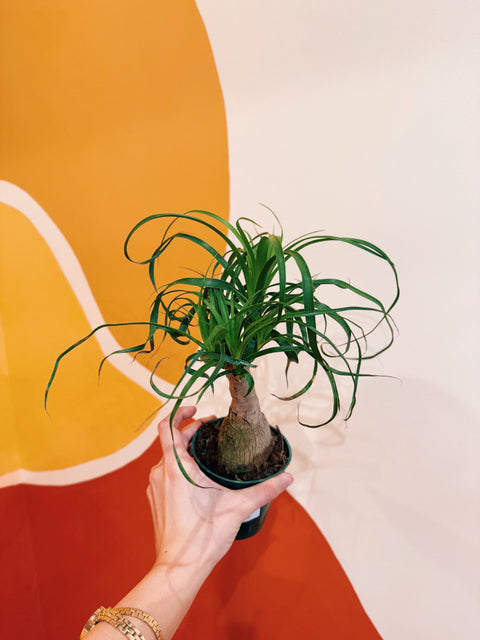 ponytail palm beaucarnea recurvata 4" Beaucarnea Recurvata 'Ponytail Palm; – Viridian Plant Co