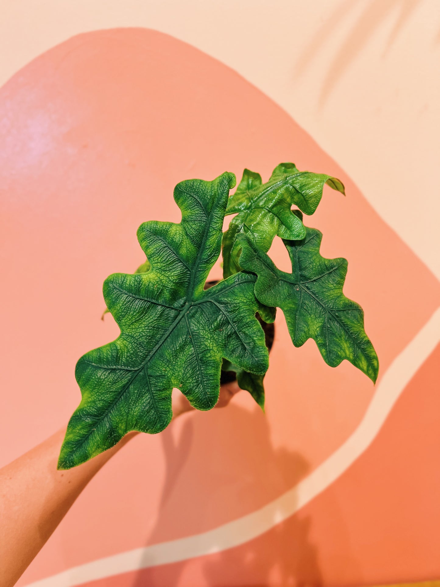 4" Alocasia Sulawesi 'Jacklyn'