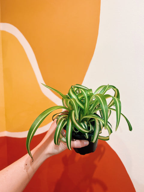 4" Spider Plant 'Bonnie'