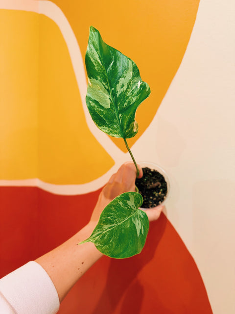 4"  Var. Monstera Albo N