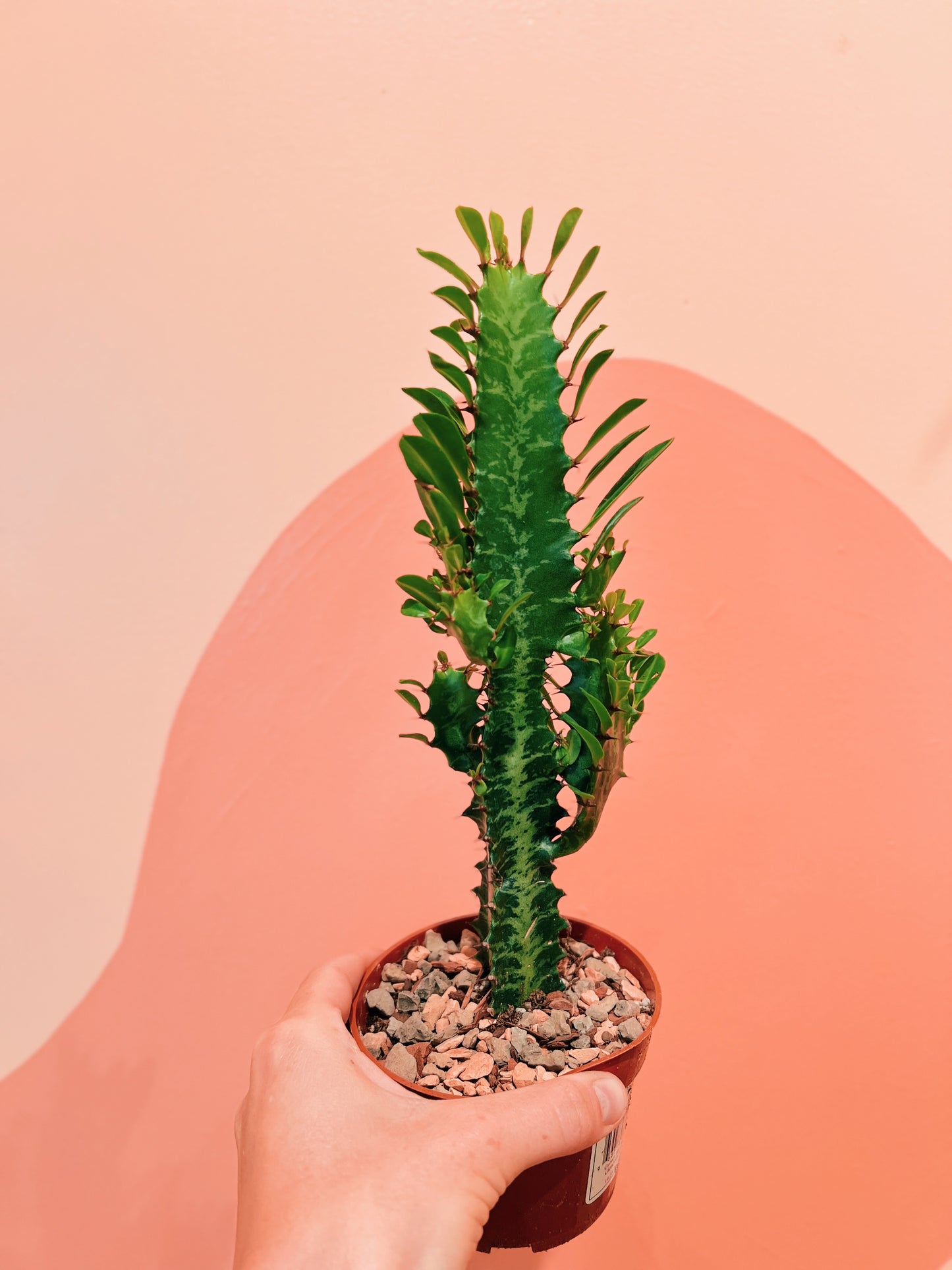 4" Euphorbia. Trigona Variegata