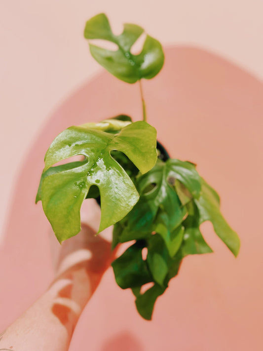 4" Rhaphidophora Tetrasperma 'Mini Monstera'