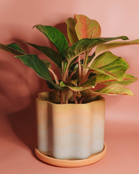 Peaches Wavy Planter