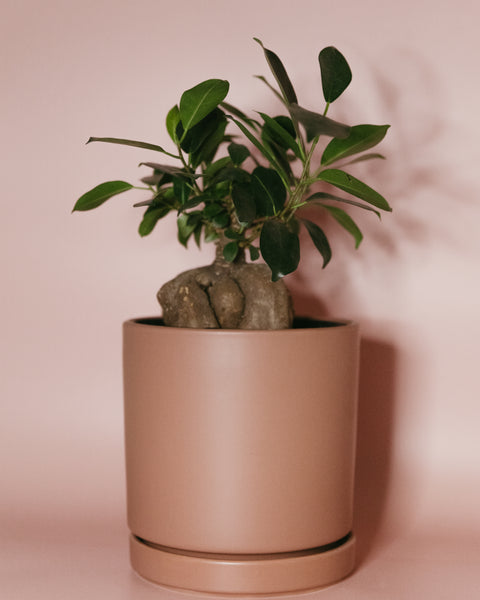 cylindrical pots for plants 6.25" Gemstone Cylinder Pots – Viridian Plant Co