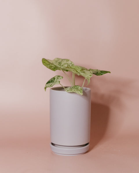 tall cylinder plant pot 3.25" Tall Cylinder Pot – Viridian Plant Co