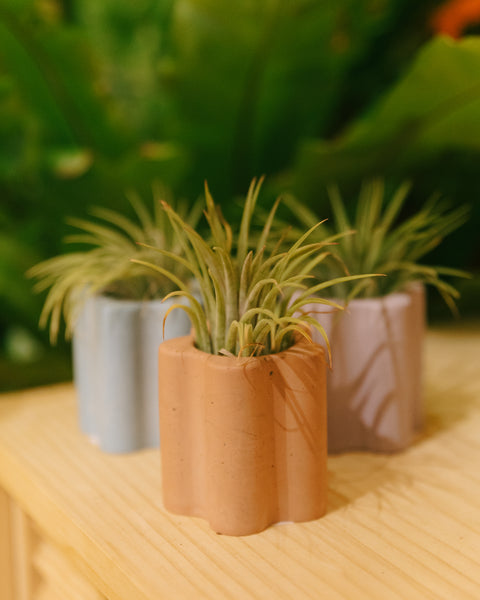 Daisy Airplant holder