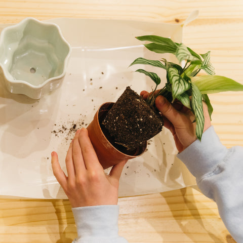 Plant Mats