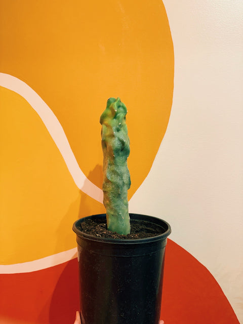 8" Lophocereus Schottii Var. Monstrosus