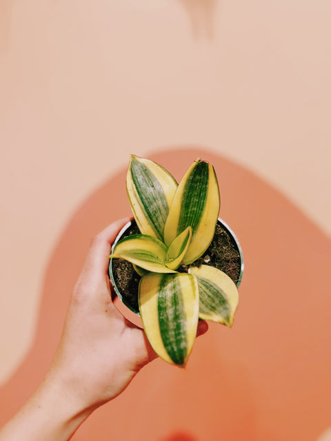 4" Sansevieria Gold Star