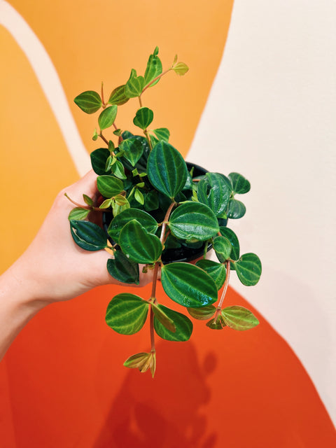 4" Peperomia Angulata