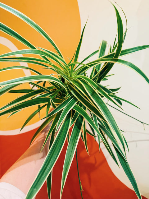 6" Spider Plant 'Ocean'