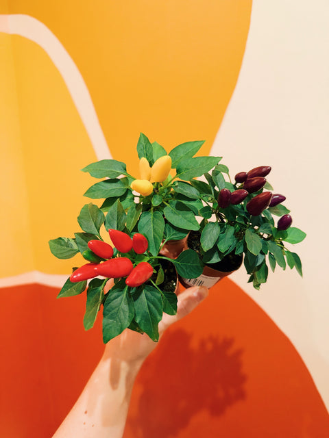 2" Capsicum Annuum 'Ornamental Pepper'