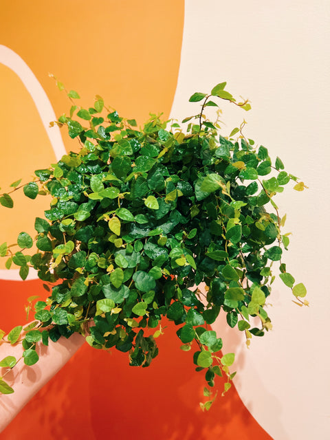 6" Ficus Pumila 'Creeping Fig"
