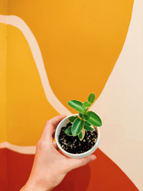 3" Hoya Cumingiana 'Albo Variegata' HB