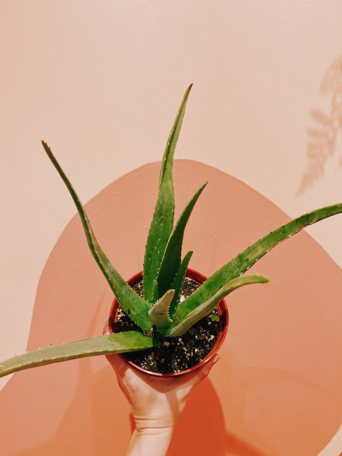 6" Aloe Vera