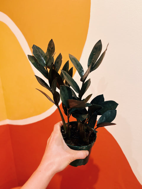 4" Black Oscura ZZ Plant